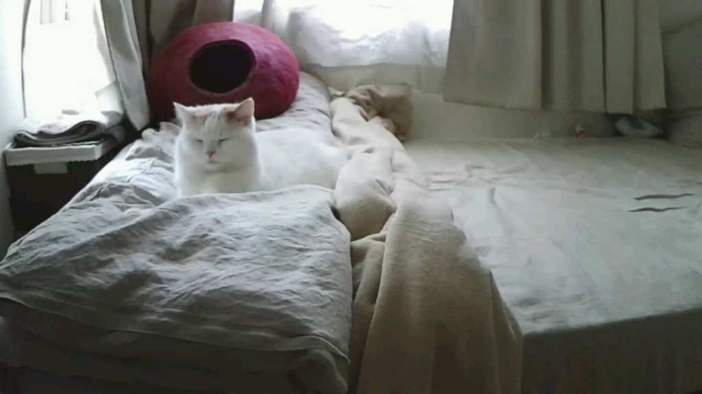 f:id:tsubakimoto_neko:20161023171535j:plain