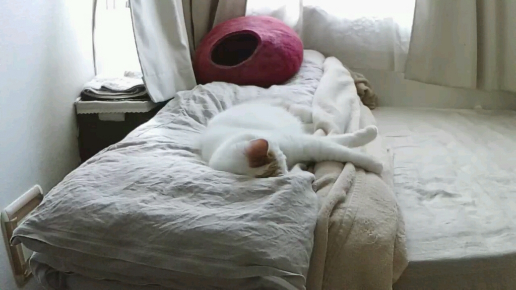 f:id:tsubakimoto_neko:20161023171558j:plain