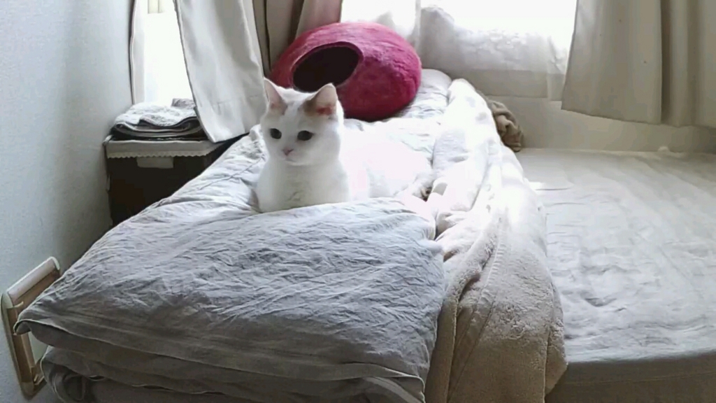 f:id:tsubakimoto_neko:20161023171642j:plain