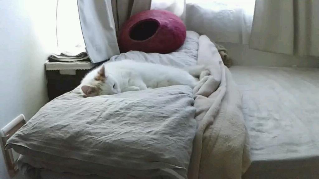 f:id:tsubakimoto_neko:20161023171700j:plain