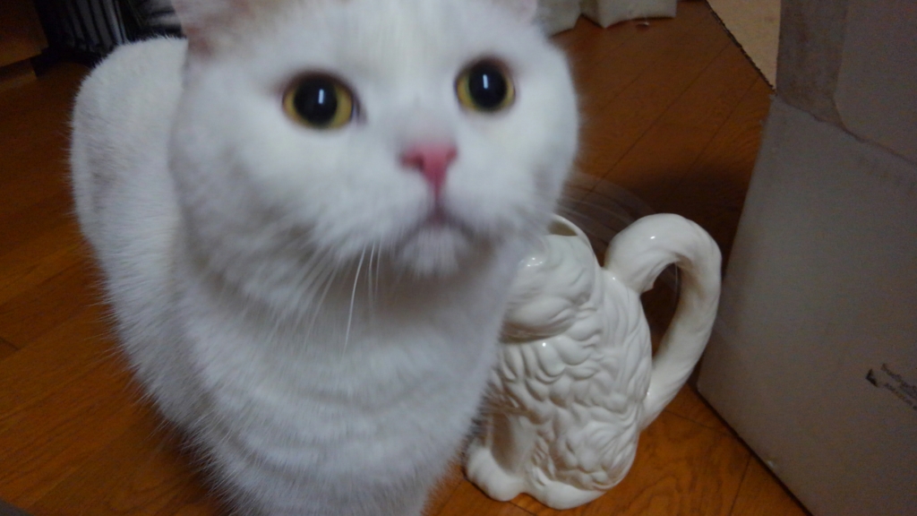 f:id:tsubakimoto_neko:20161023172502j:plain