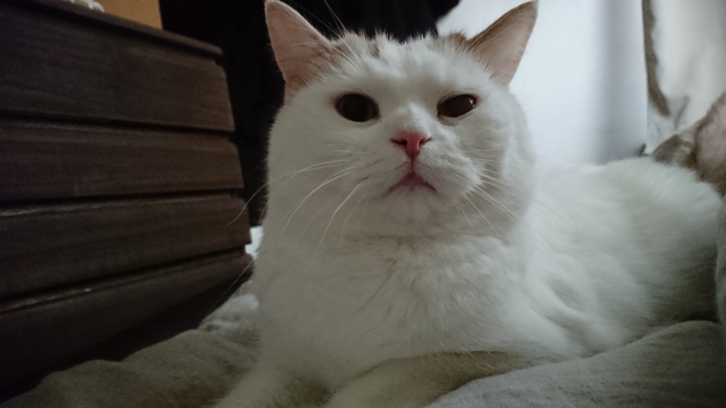 f:id:tsubakimoto_neko:20171124124405j:plain