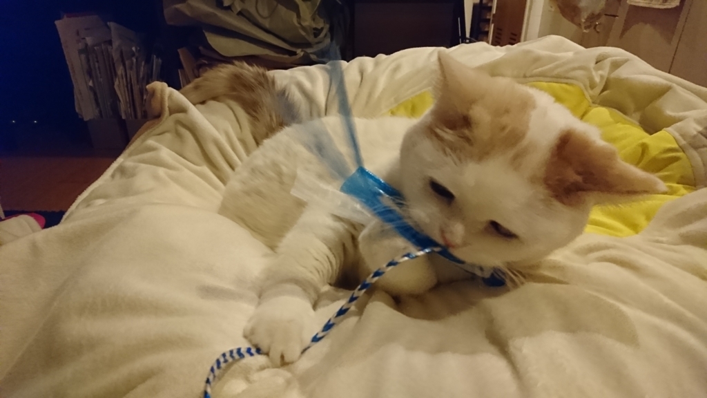 f:id:tsubakimoto_neko:20180102203633j:plain