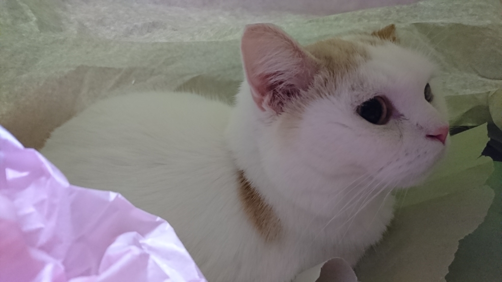 f:id:tsubakimoto_neko:20180102203732j:plain