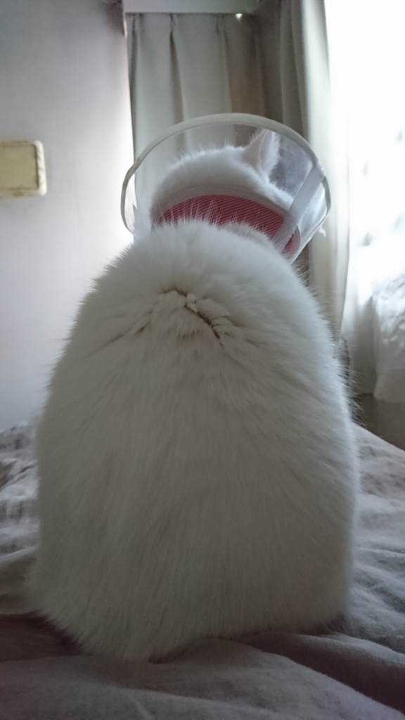 f:id:tsubakimoto_neko:20180308123931j:plain f:id:tsubakimoto_neko:20180308123931j:plain