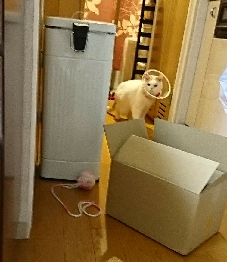 f:id:tsubakimoto_neko:20180308124015j:plain f:id:tsubakimoto_neko:20180308124015j:plain