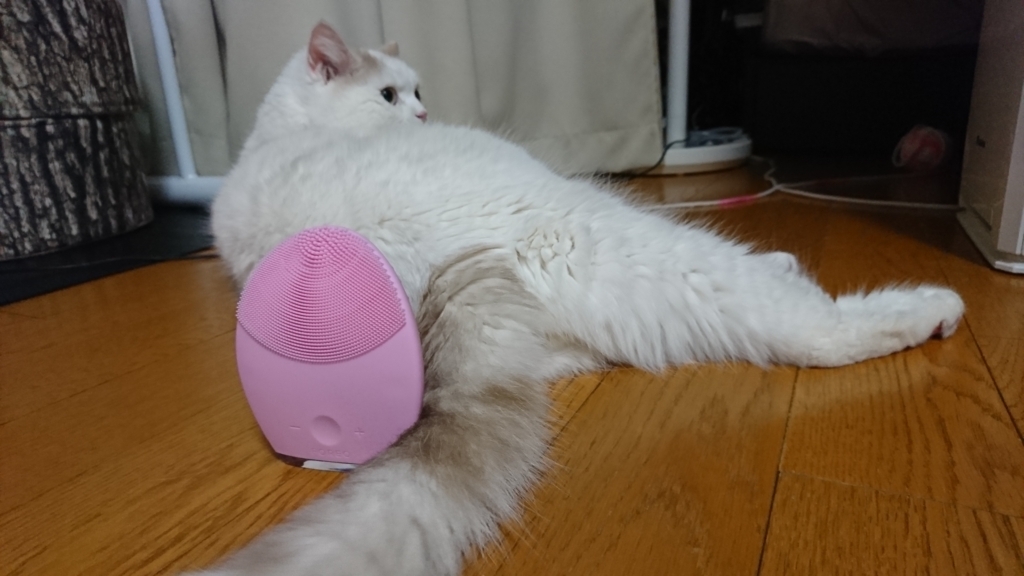 f:id:tsubakimoto_neko:20180711213135j:plain f:id:tsubakimoto_neko:20180711213135j:plain