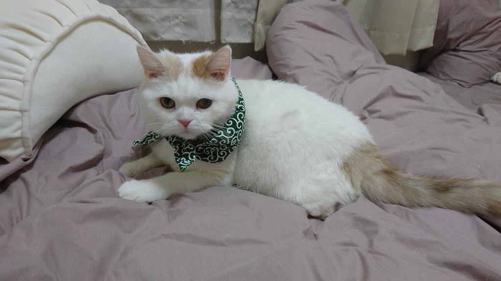 f:id:tsubakimoto_neko:20181107205824j:plain