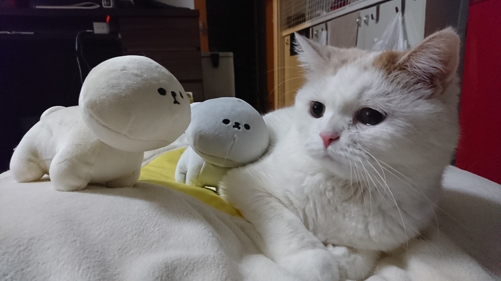 f:id:tsubakimoto_neko:20190214125417j:plain f:id:tsubakimoto_neko:20190214125417j:plain