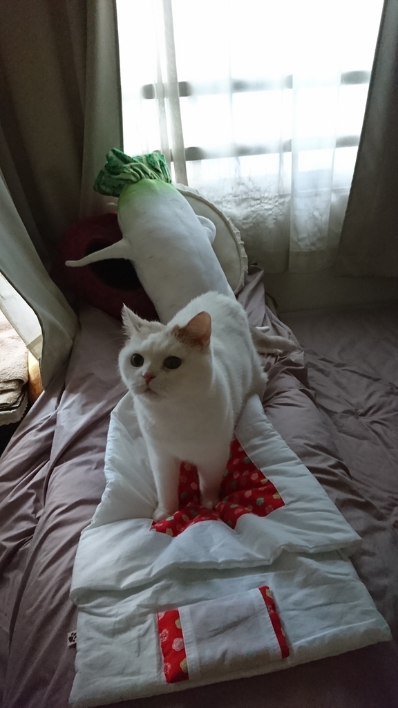 f:id:tsubakimoto_neko:20190214125653j:plain f:id:tsubakimoto_neko:20190214125653j:plain