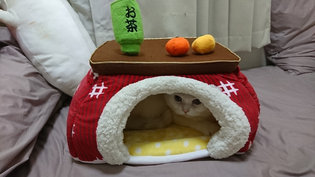 f:id:tsubakimoto_neko:20190215123038j:plain f:id:tsubakimoto_neko:20190215123038j:plain