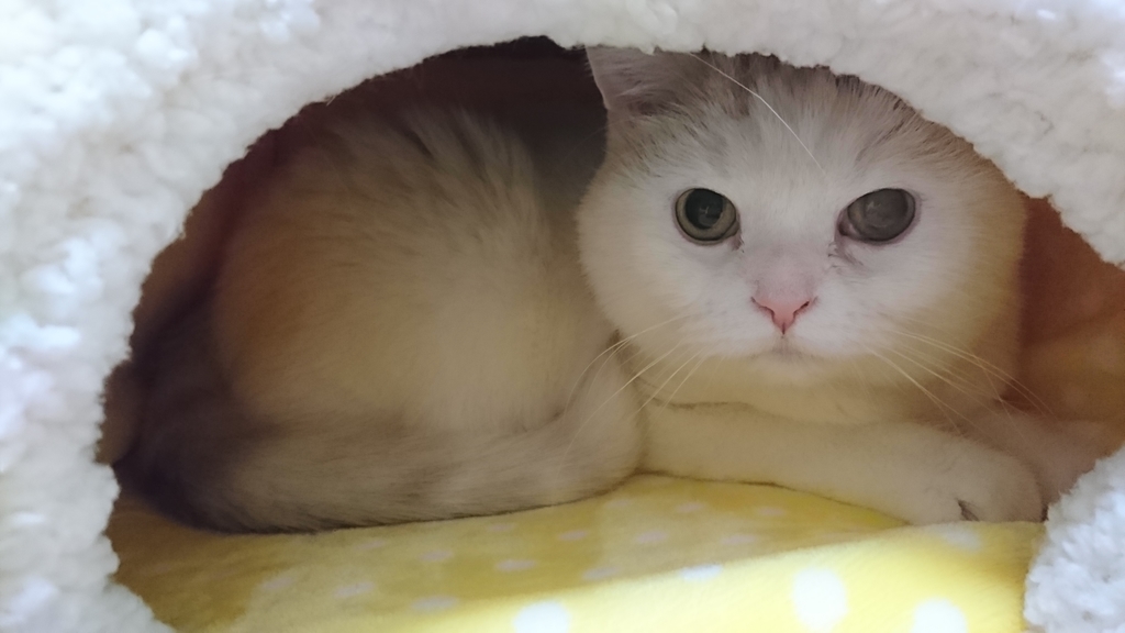 f:id:tsubakimoto_neko:20190215123355j:plain f:id:tsubakimoto_neko:20190215123355j:plain