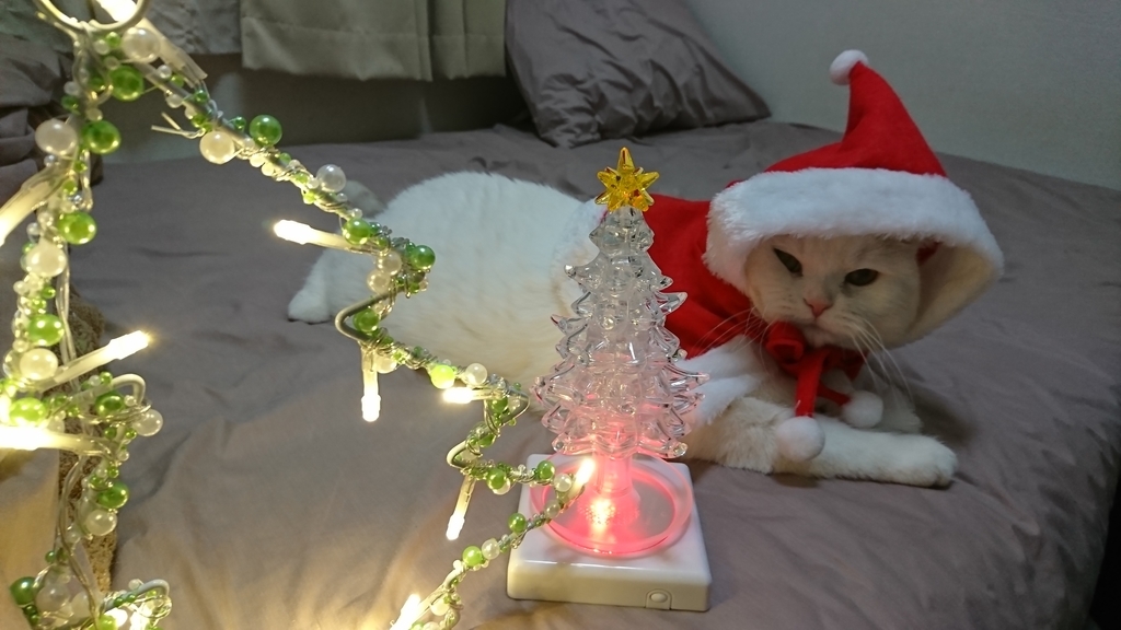 f:id:tsubakimoto_neko:20190215123823j:plain f:id:tsubakimoto_neko:20190215123823j:plain