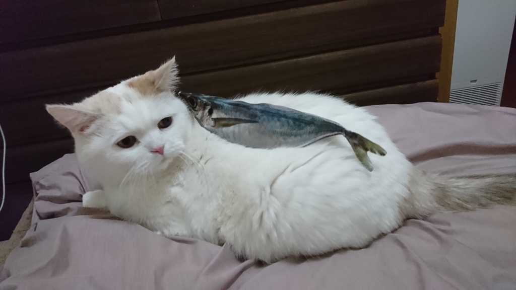 f:id:tsubakimoto_neko:20190215124101j:plain f:id:tsubakimoto_neko:20190215124101j:plain