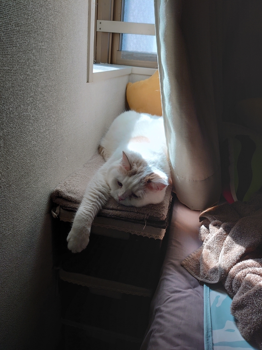 f:id:tsubakimoto_neko:20200816152857j:plain