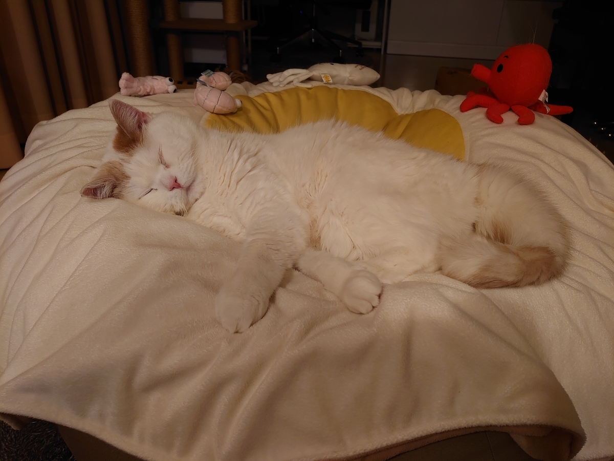 f:id:tsubakimoto_neko:20210222215227j:plain