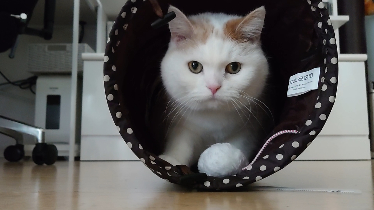 f:id:tsubakimoto_neko:20210330182744j:plain