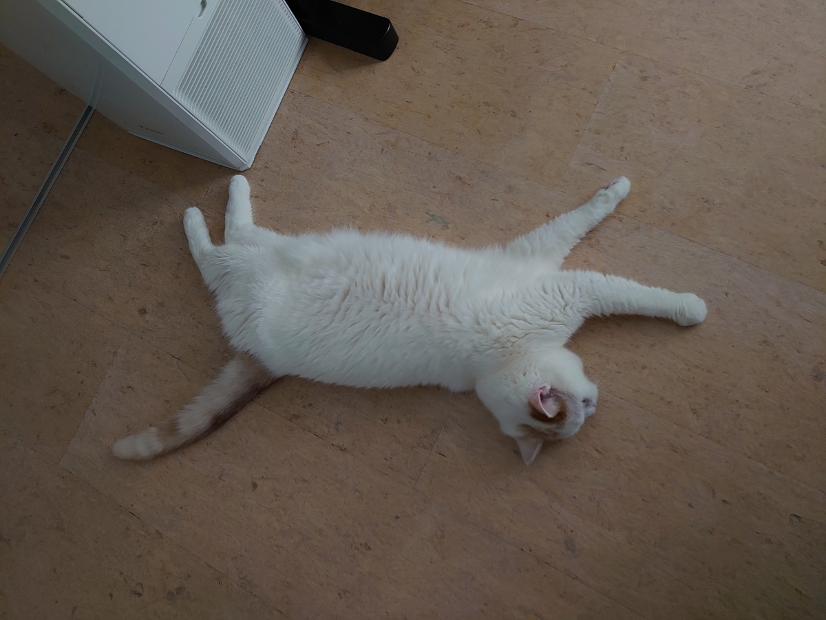 f:id:tsubakimoto_neko:20210809141313j:plain