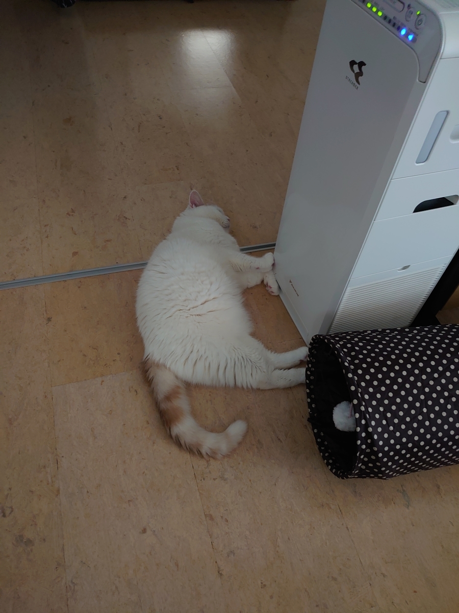 f:id:tsubakimoto_neko:20210809141529j:plain