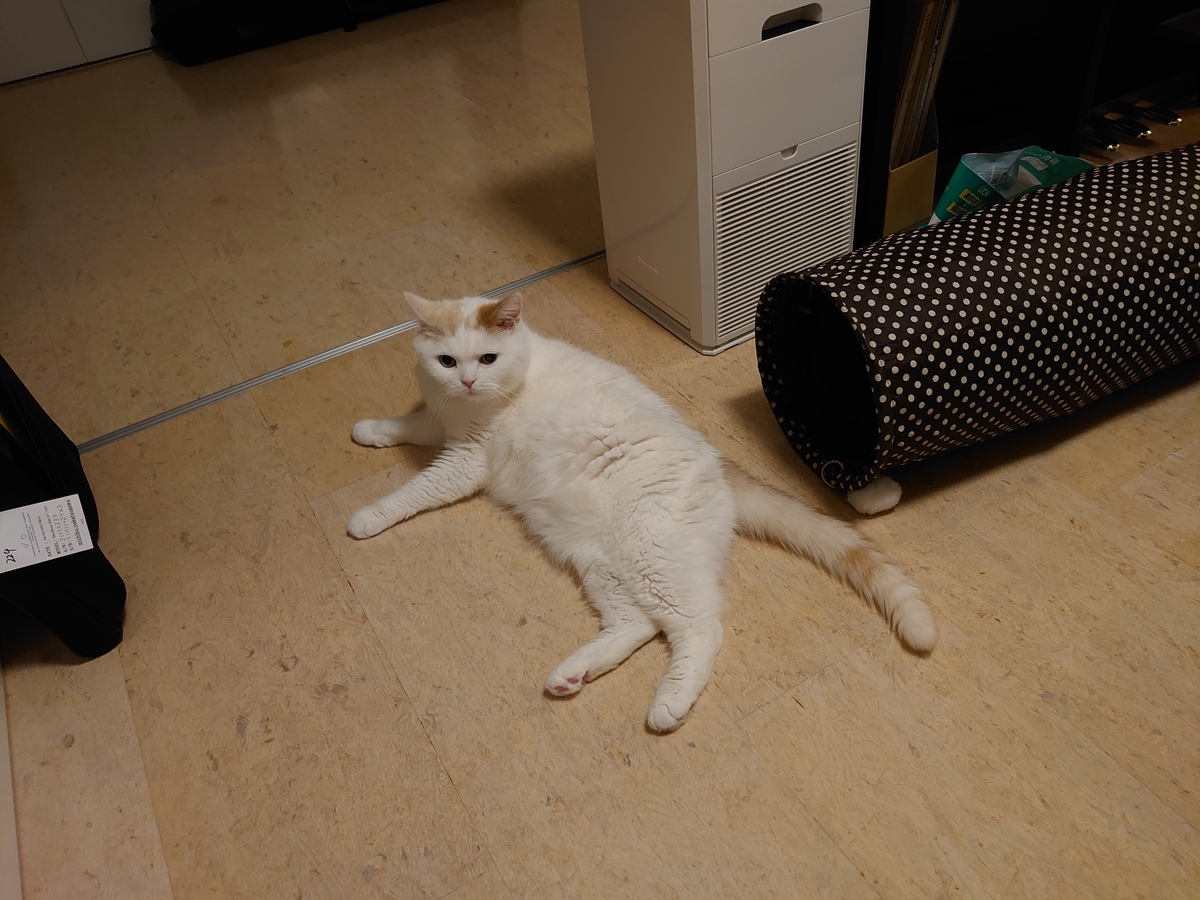 f:id:tsubakimoto_neko:20210809141856j:plain