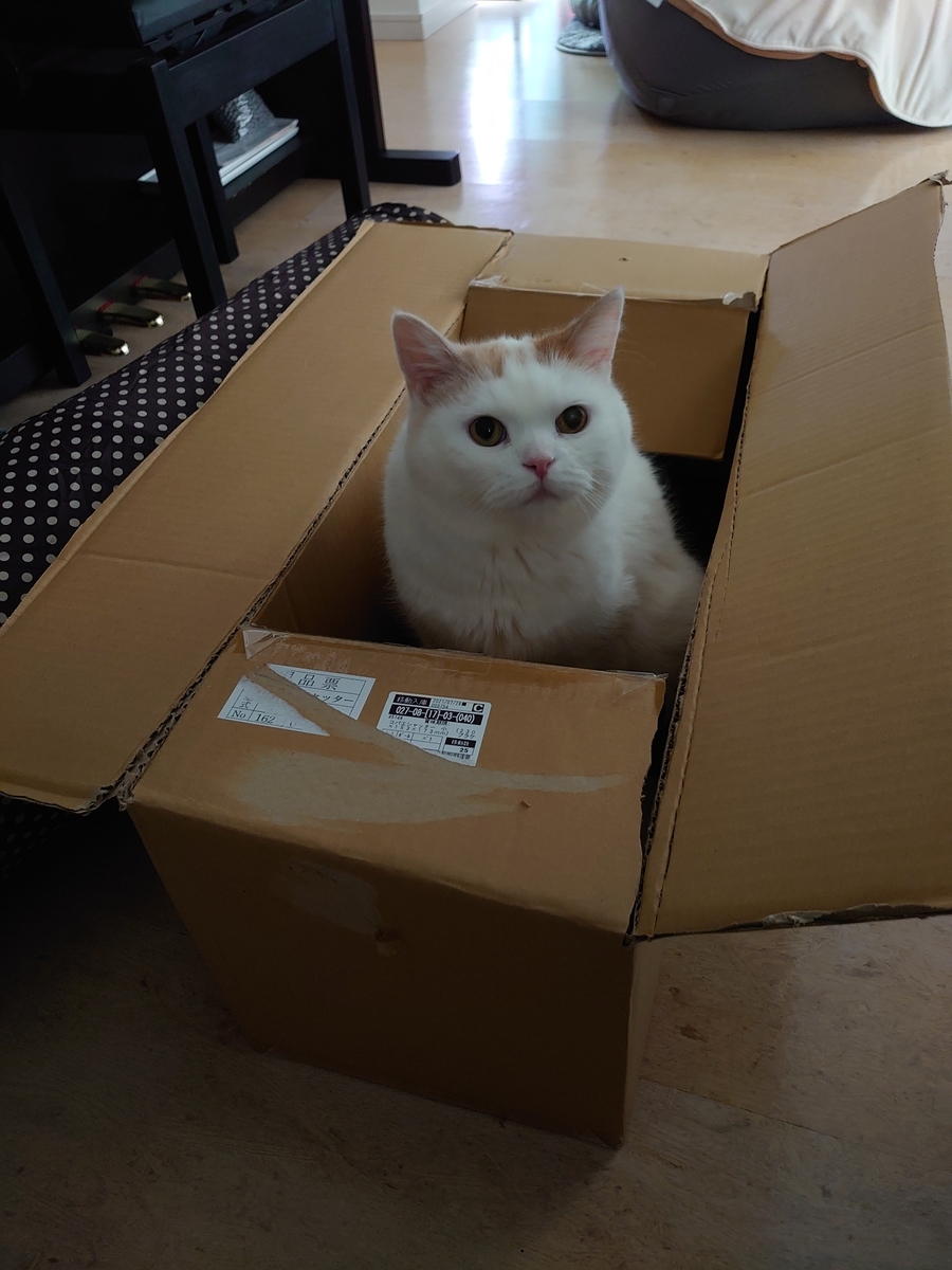 f:id:tsubakimoto_neko:20210809142036j:plain