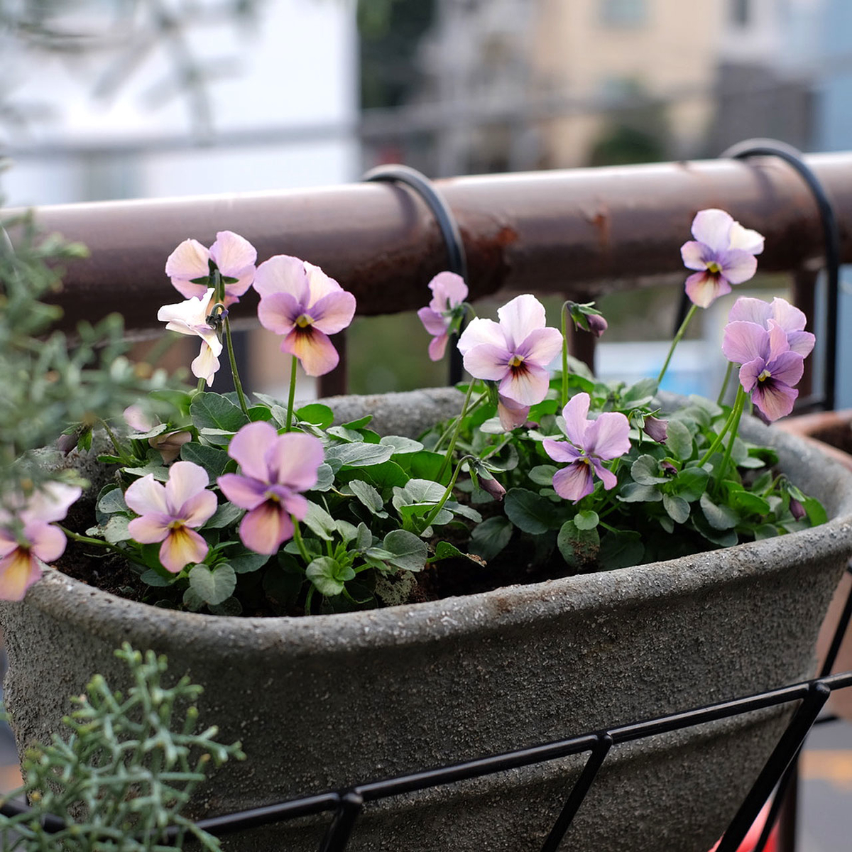 f:id:tsubame_bobbin:20201127085536j:plain