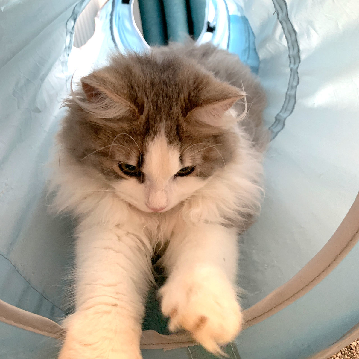 f:id:tsubame_bobbin:20210219092811j:plain