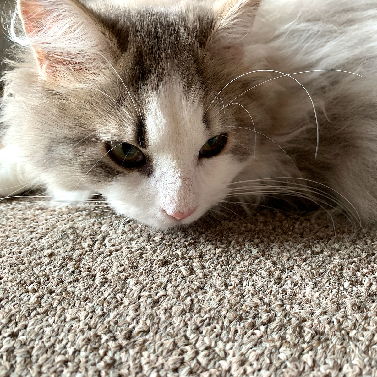 f:id:tsubame_bobbin:20210219092821j:plain