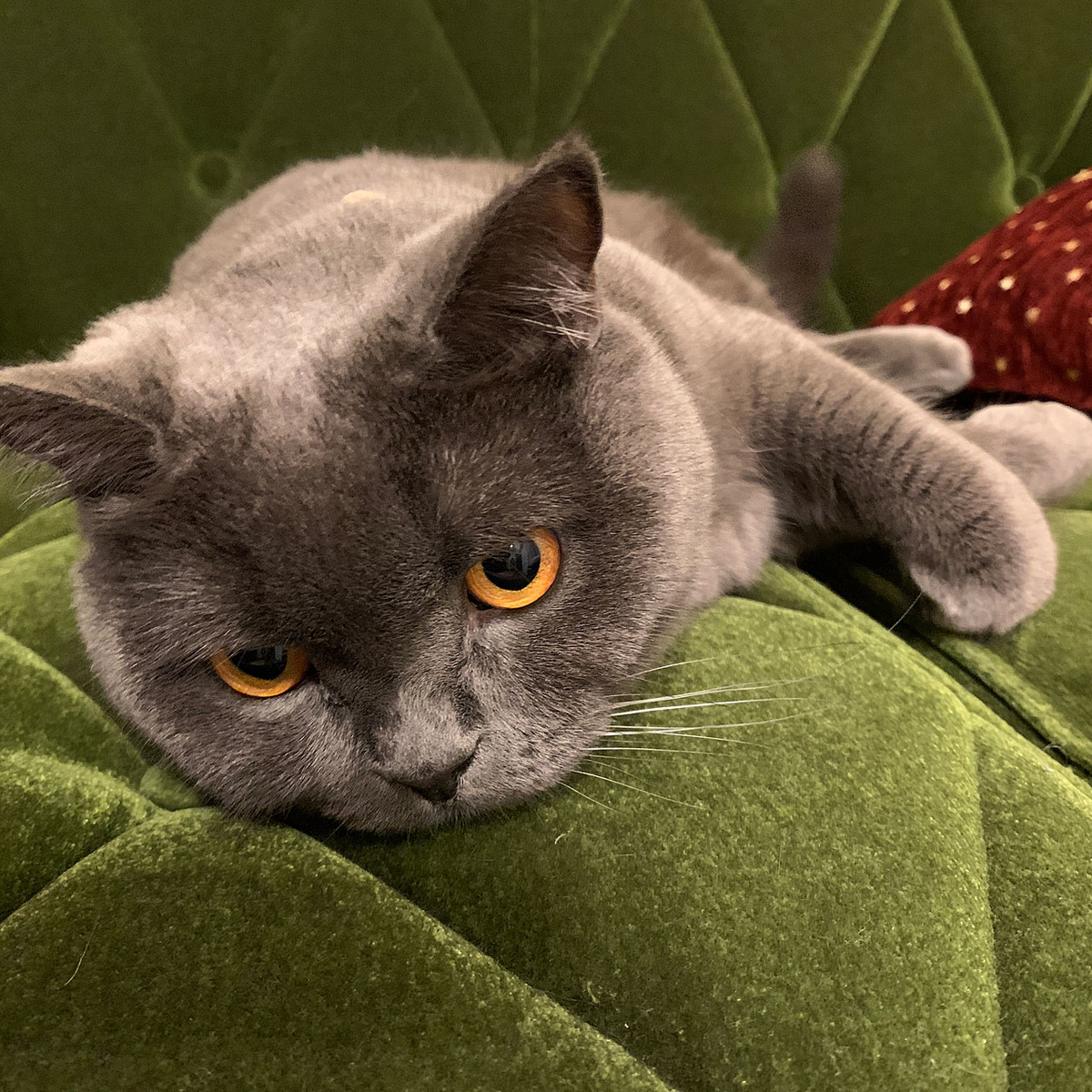 f:id:tsubame_bobbin:20210219092900j:plain