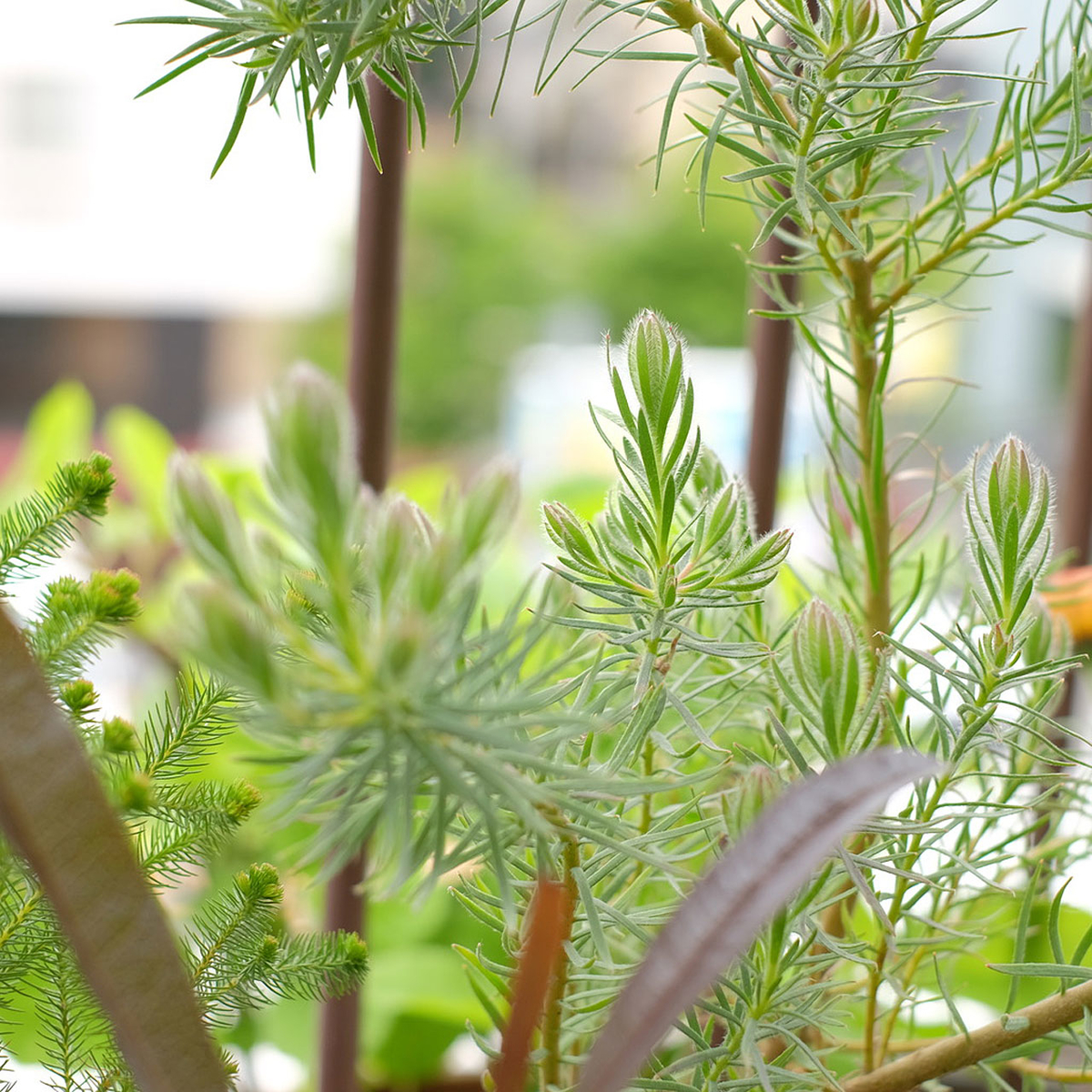 f:id:tsubame_bobbin:20210430083846j:plain