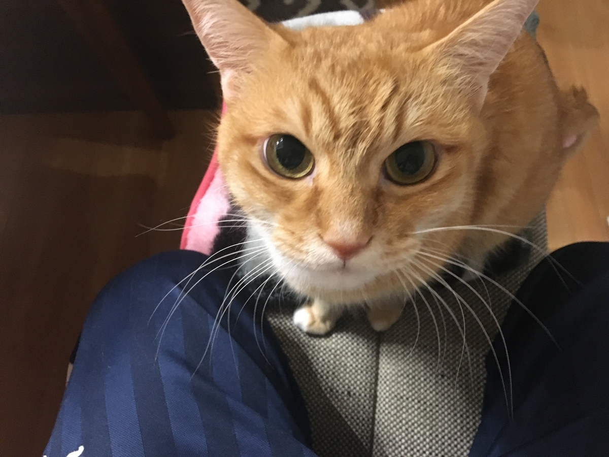 猫日和
