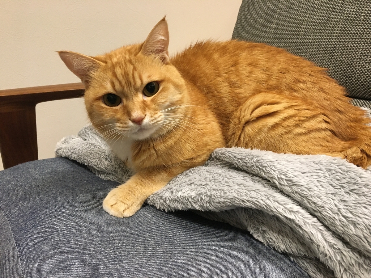 猫日和
