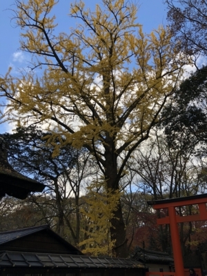 f:id:tsuboieye:20171208173015j:image:w360 f:id:tsuboieye:20171208173015j:image:w360