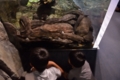 [生物]オオサンショウウオを独り占め