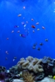 [生物]こんな水槽欲しいなぁ