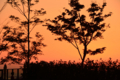 [夕景]