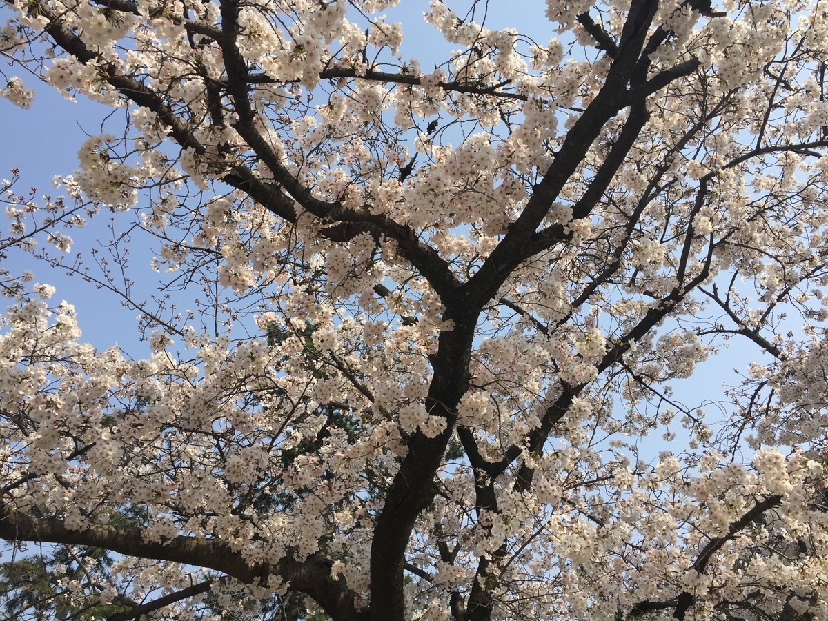 f:id:tsuchifude2:20190407130653j:plain