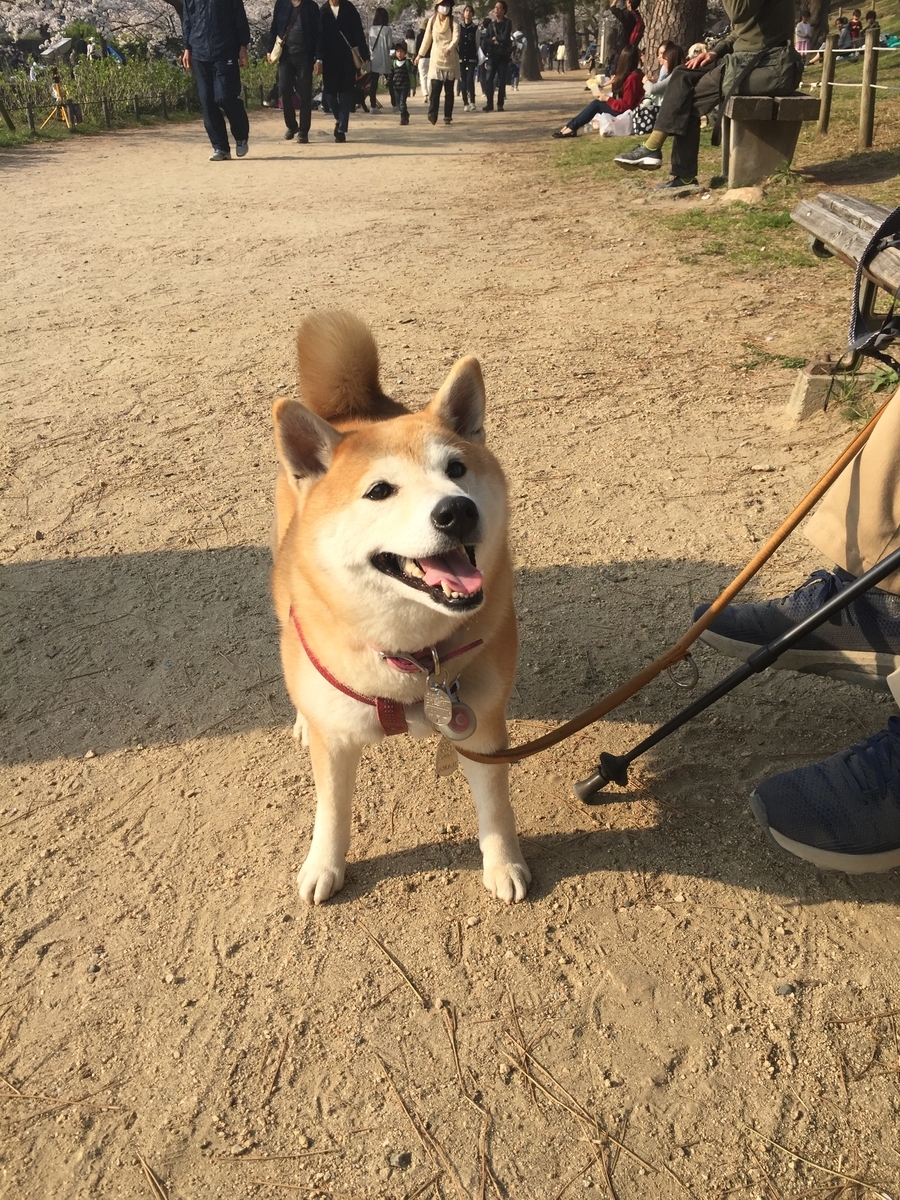 f:id:tsuchifude2:20190407144936j:plain