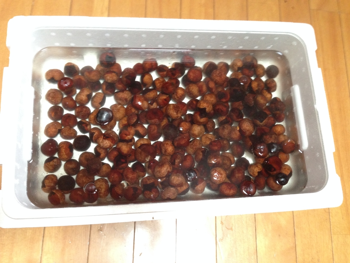 栃の実の処理(栃餅の作り方) - tsudoinomori’s blog