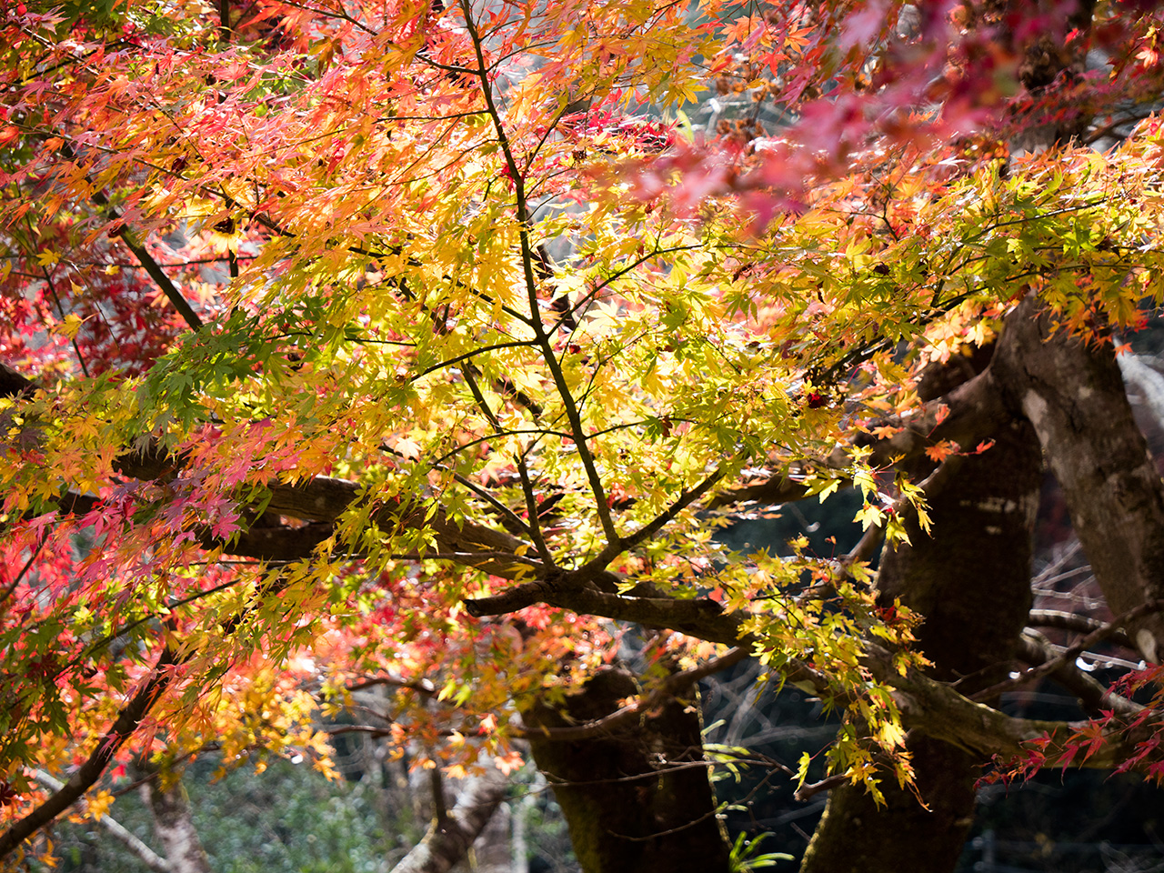 f:id:tsugayuki:20181224184050j:plain f:id:tsugayuki:20181224184050j:plain