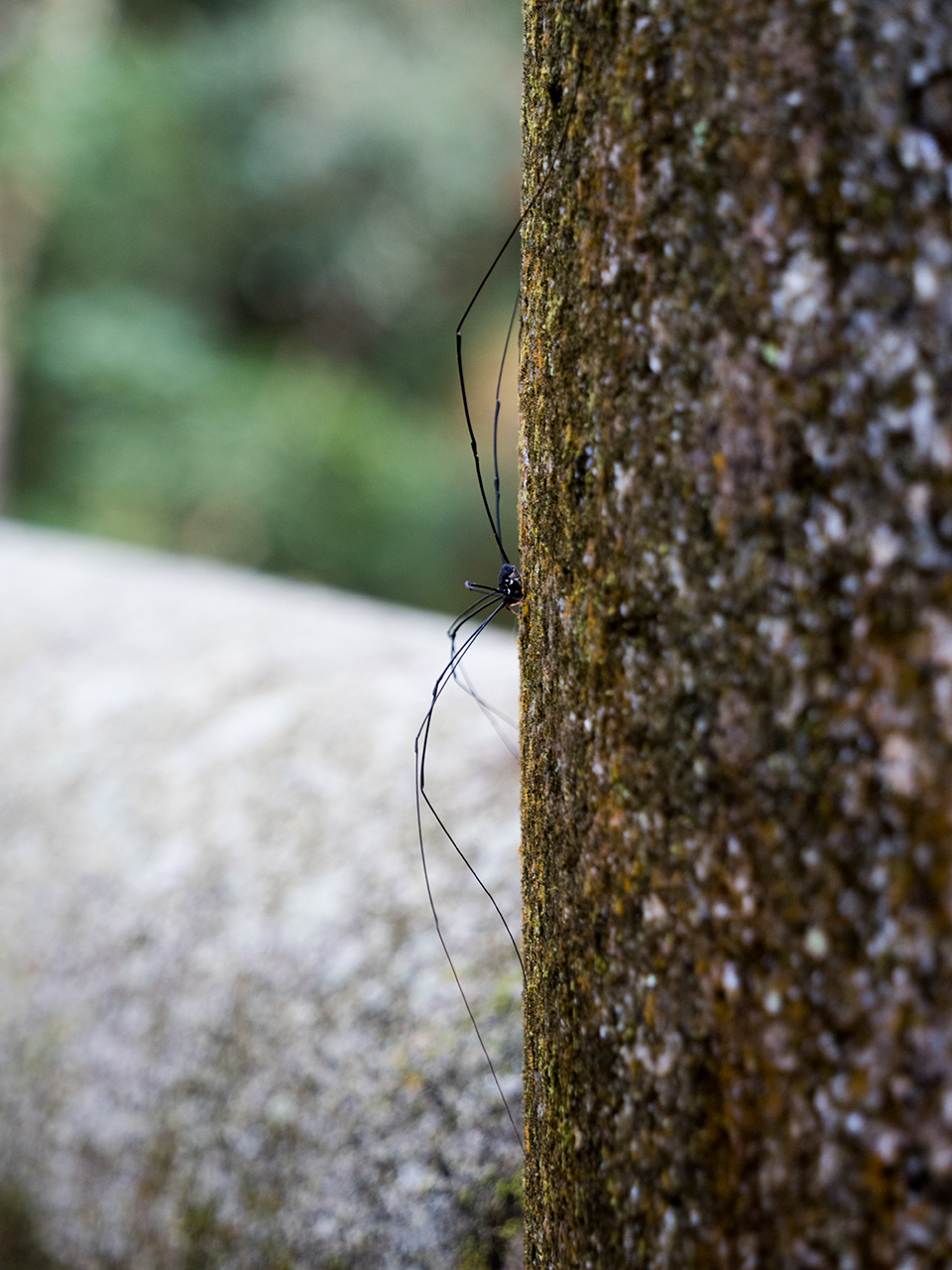 f:id:tsugayuki:20181224184154j:plain f:id:tsugayuki:20181224184154j:plain