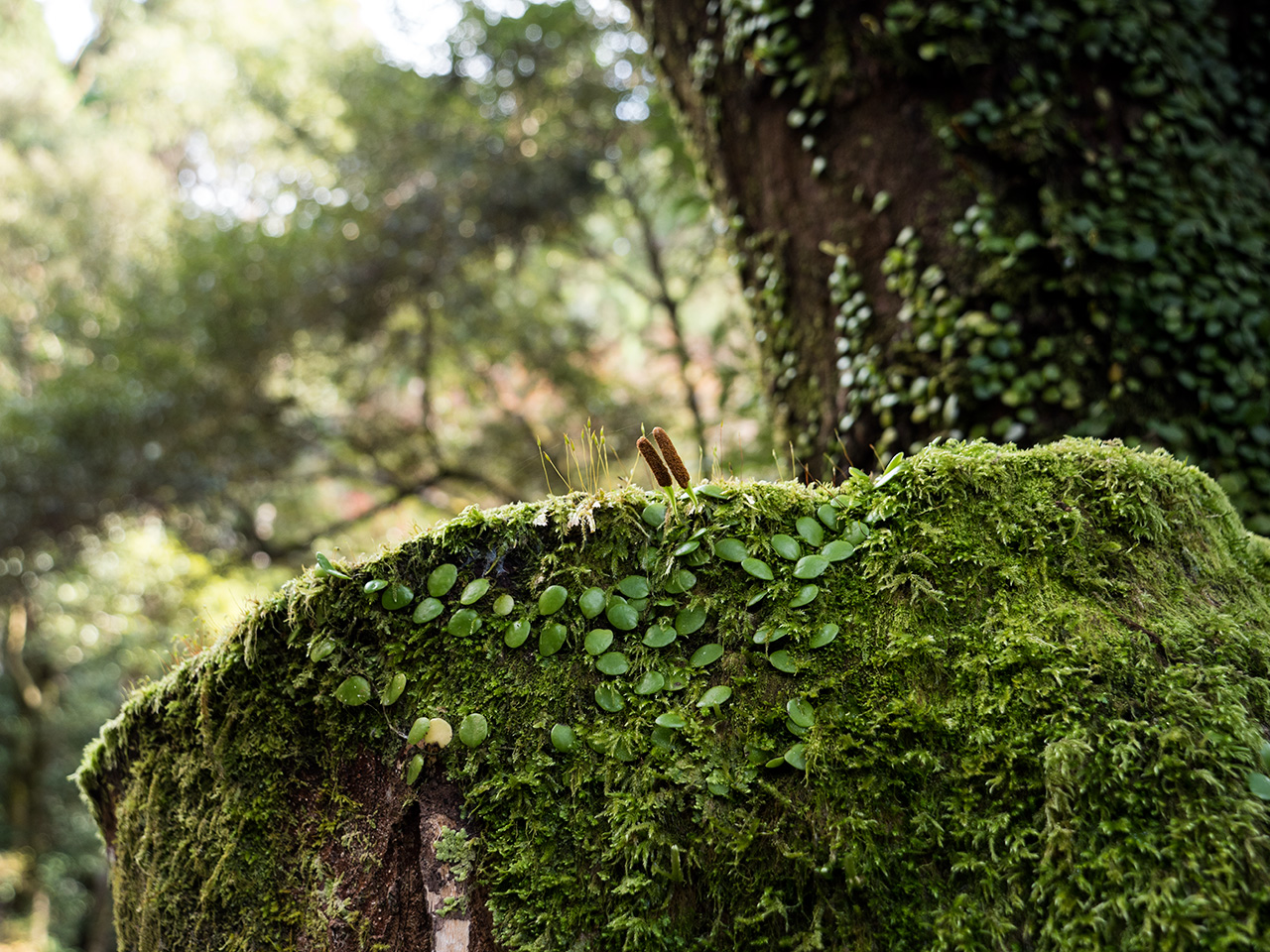 f:id:tsugayuki:20181224184228j:plain f:id:tsugayuki:20181224184228j:plain