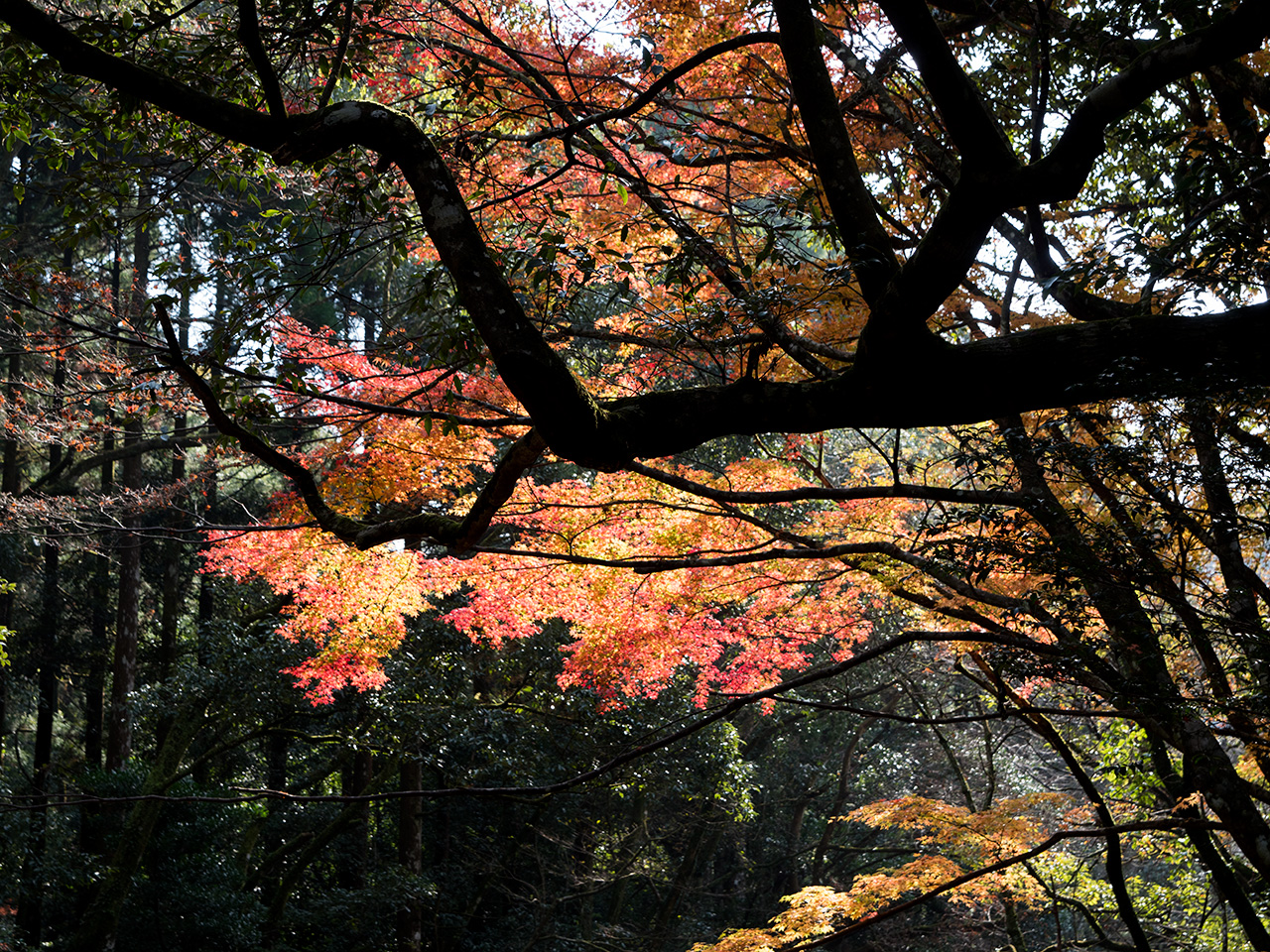 f:id:tsugayuki:20181224184303j:plain f:id:tsugayuki:20181224184303j:plain