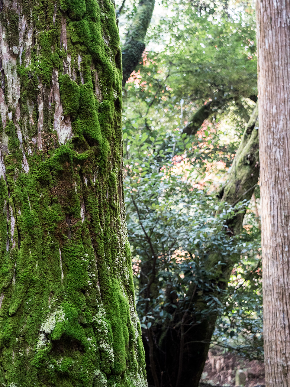 f:id:tsugayuki:20181224184342j:plain f:id:tsugayuki:20181224184342j:plain