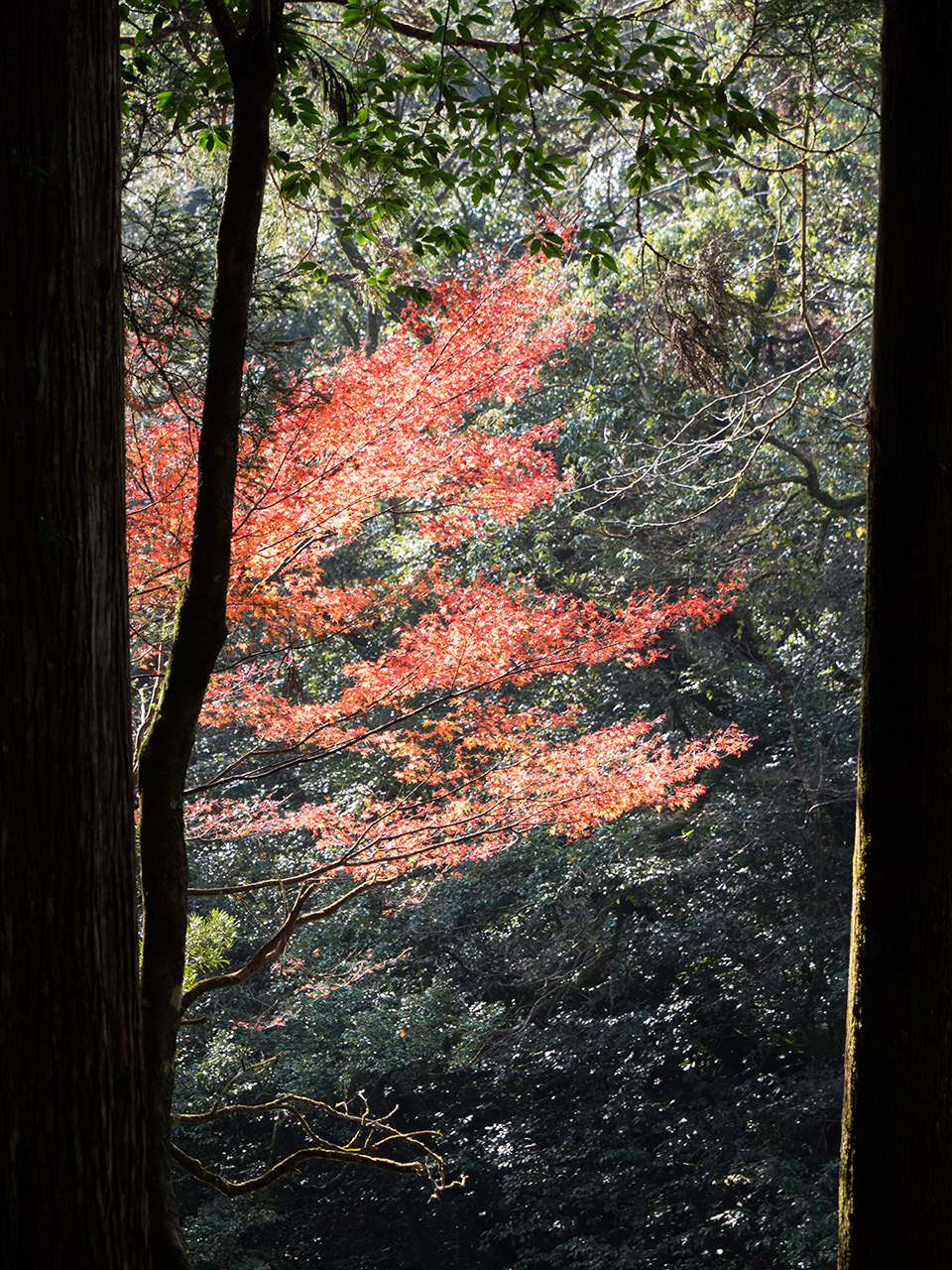 f:id:tsugayuki:20181224185125j:plain f:id:tsugayuki:20181224185125j:plain