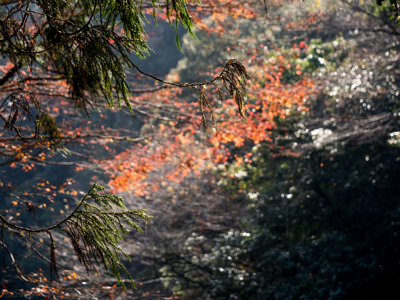 f:id:tsugayuki:20181224185145j:plain f:id:tsugayuki:20181224185145j:plain