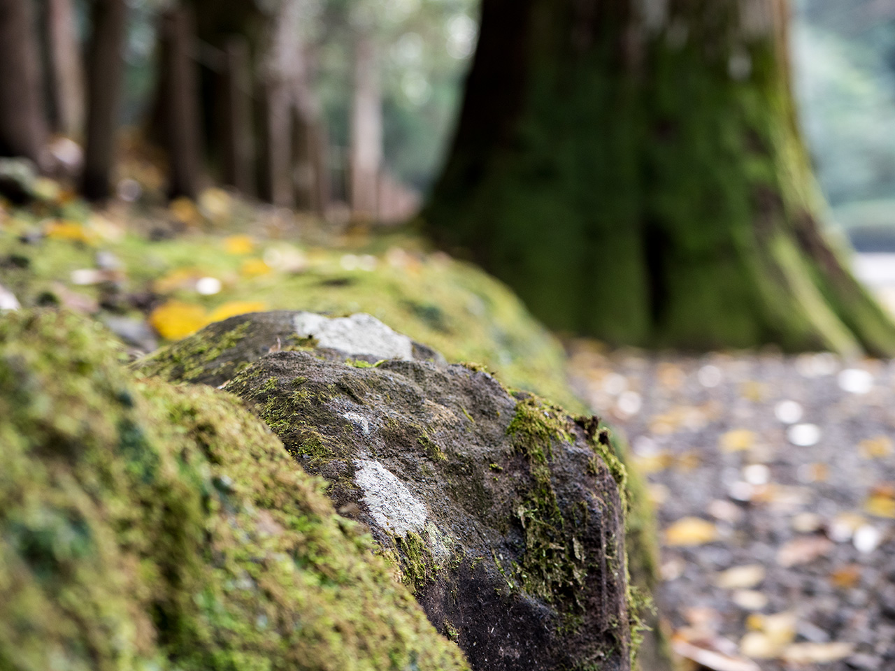 f:id:tsugayuki:20181224185345j:plain f:id:tsugayuki:20181224185345j:plain