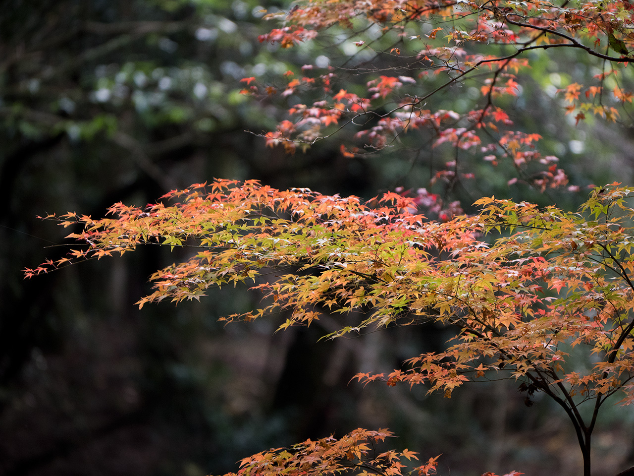 f:id:tsugayuki:20181224185429j:plain f:id:tsugayuki:20181224185429j:plain