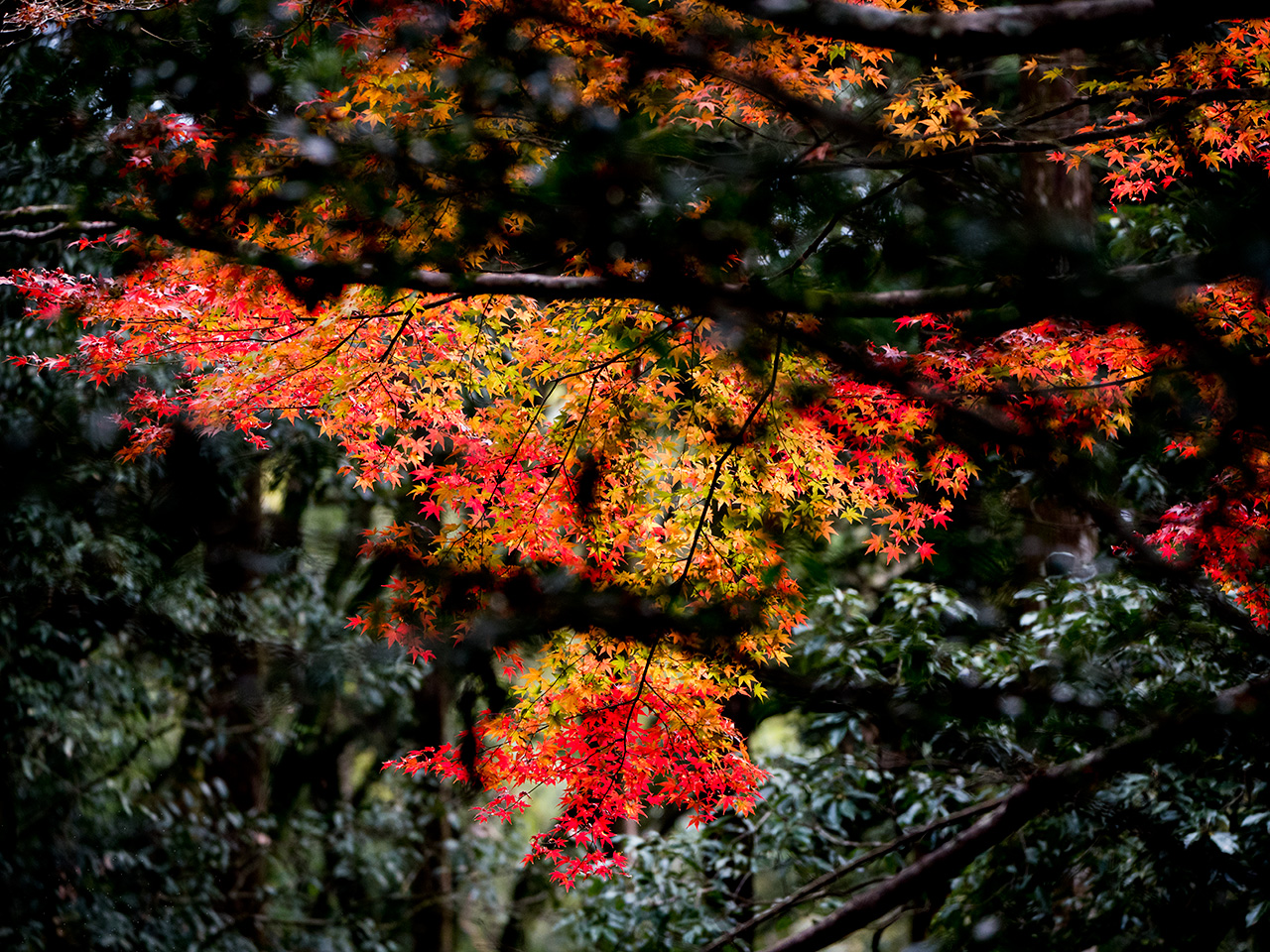 f:id:tsugayuki:20181224185447j:plain f:id:tsugayuki:20181224185447j:plain