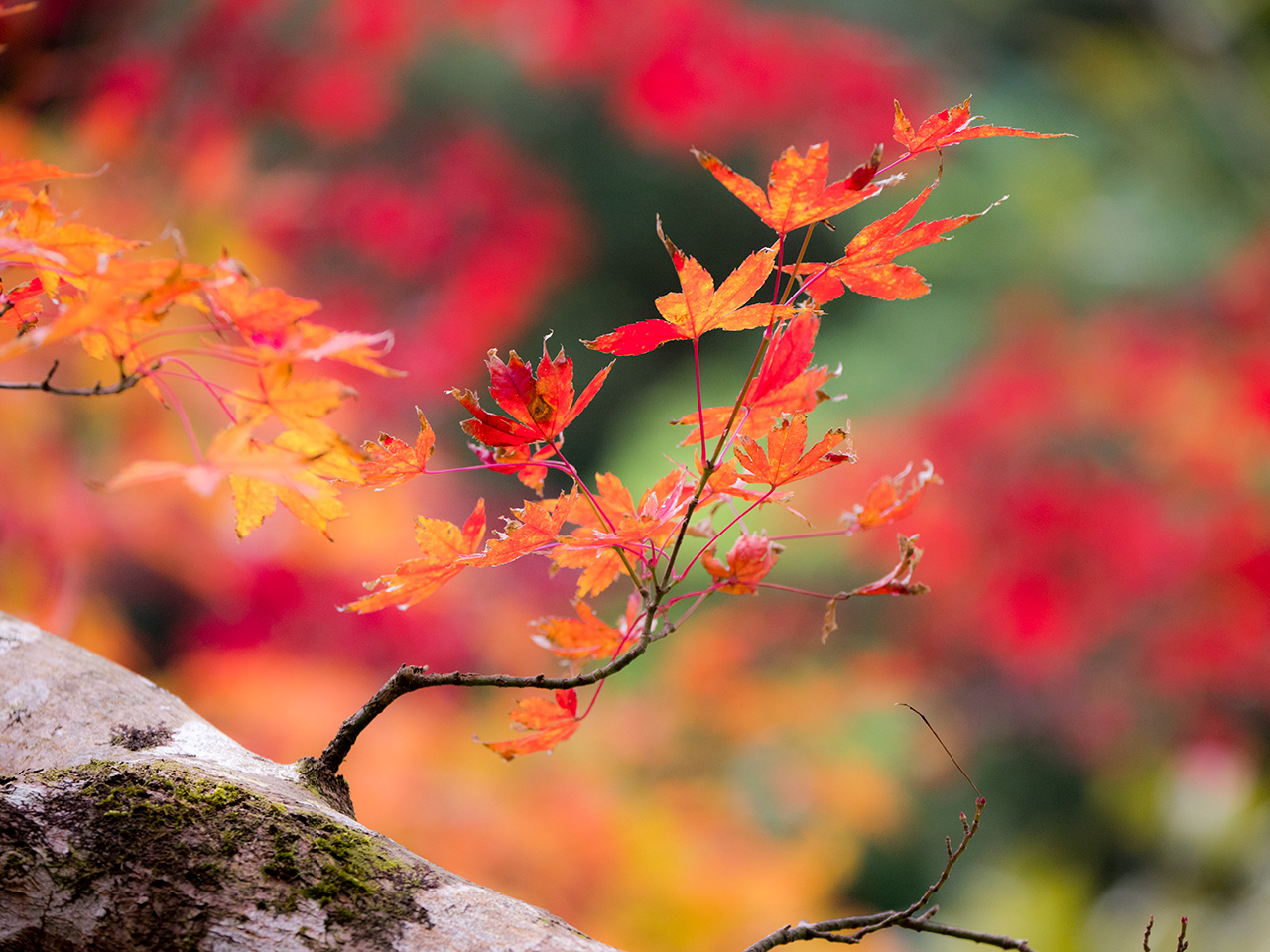 f:id:tsugayuki:20181224185526j:plain f:id:tsugayuki:20181224185526j:plain